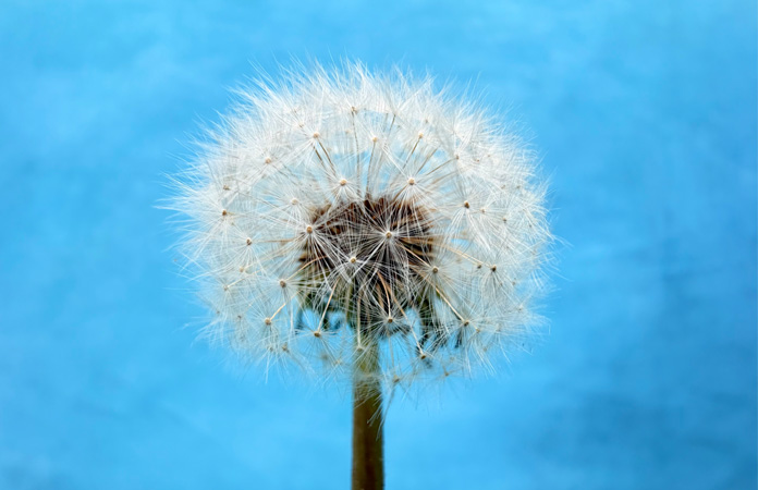 Foto macro de un diente de león